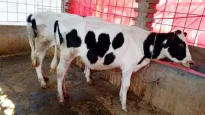 Buy 2 High-Quality Heifers (No. 1077)