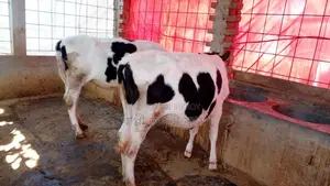 ২টি বকনা গরুর বাছুর কিনুন ভালো জাতের।(১০৭৭নং)
