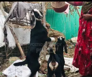 হরিয়ান ক্রস ছাগী বাচ্ছা