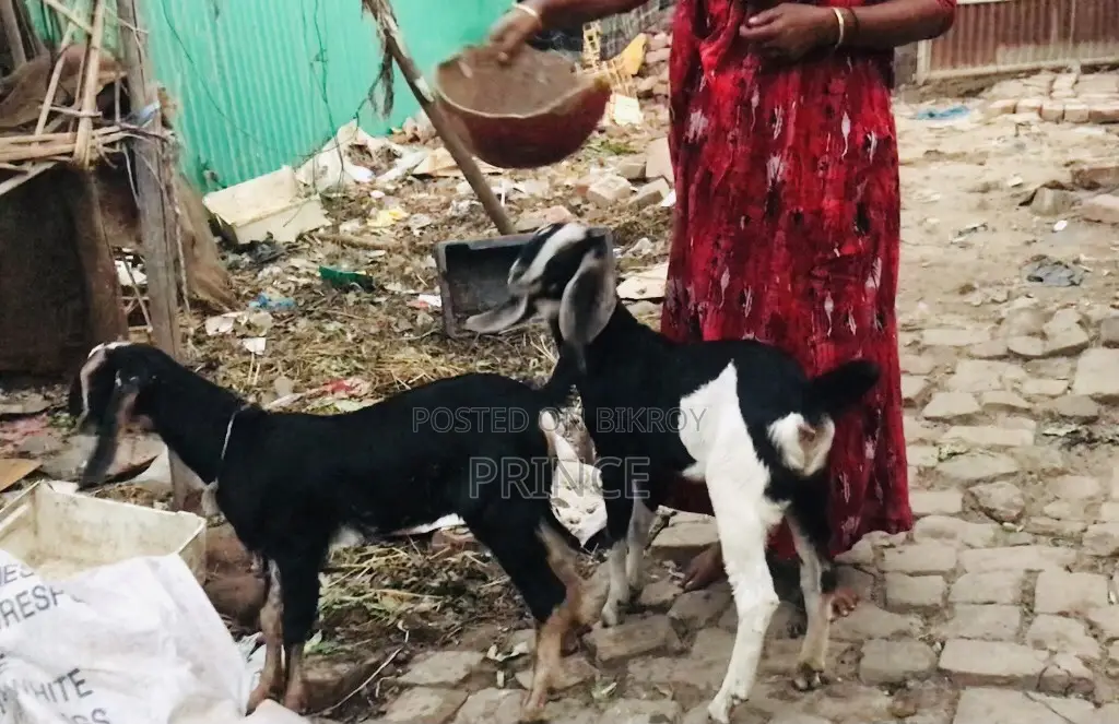 হরিয়ান ক্রস ছাগী বাচ্ছা