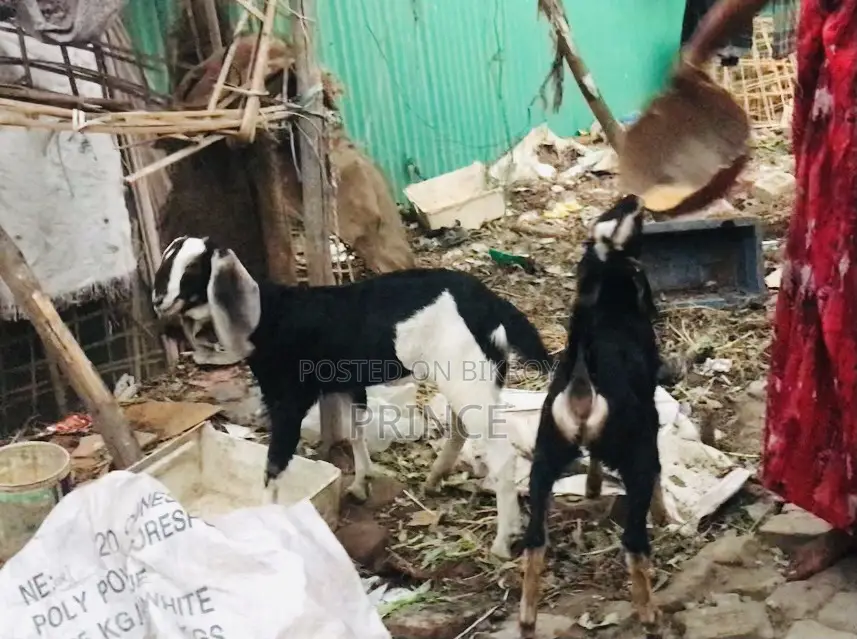 হরিয়ান ক্রস ছাগী বাচ্ছা