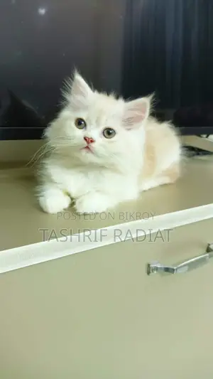 Persian Male Cat