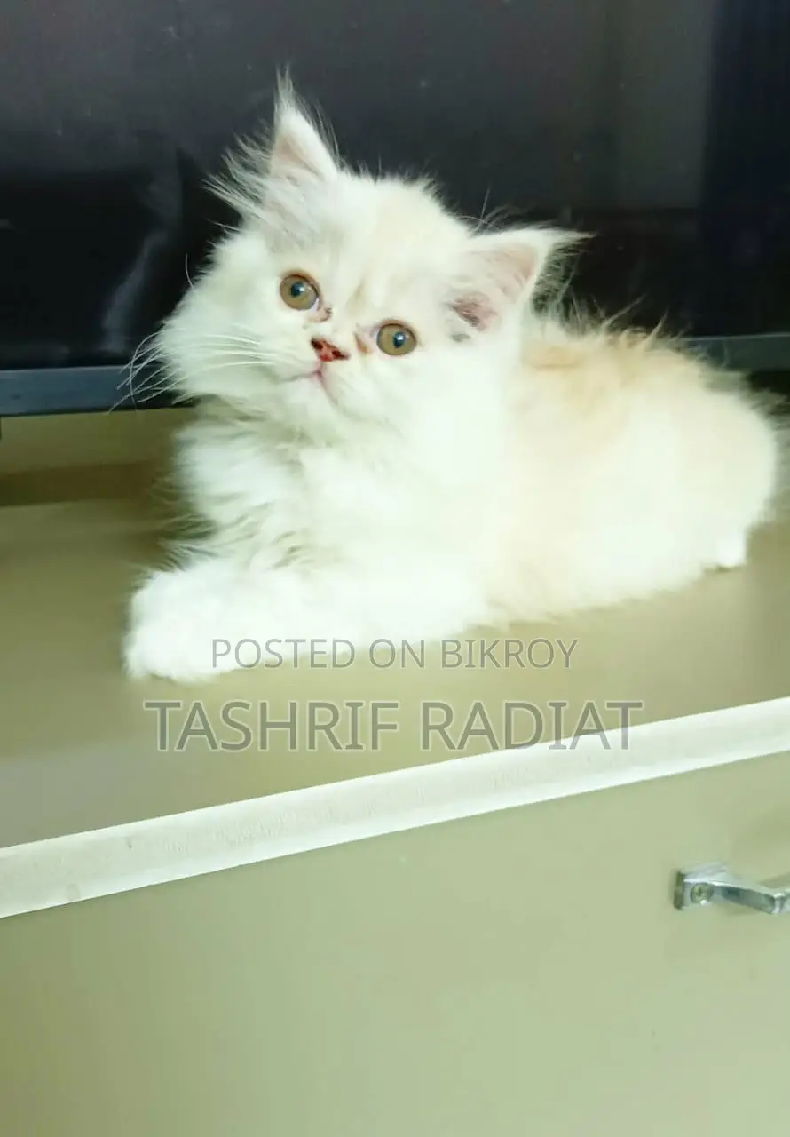 Persian Male Cat