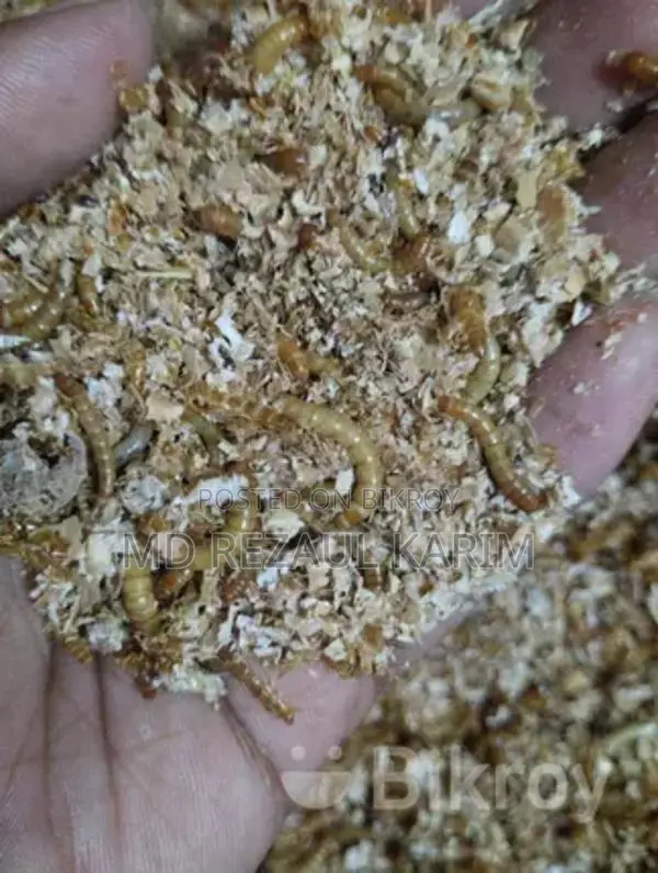বিটল পোকার লার্ভা Superworms ১০০ পিস