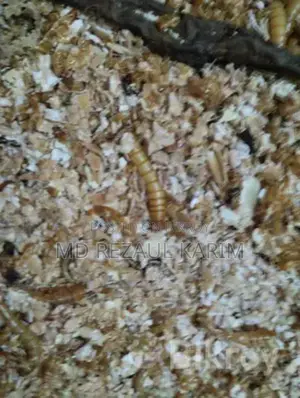 বিটল পোকার লার্ভা Superworms ১০০ পিস