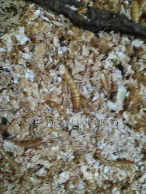 বিটল পোকার লার্ভা Superworms ১০০ পিস