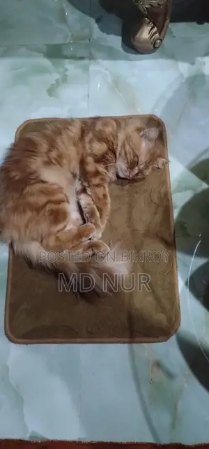 Persian cat