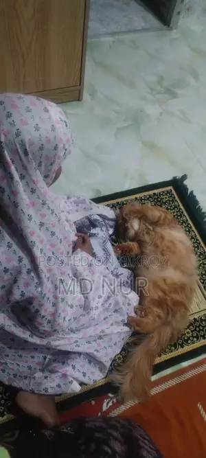 Persian cat