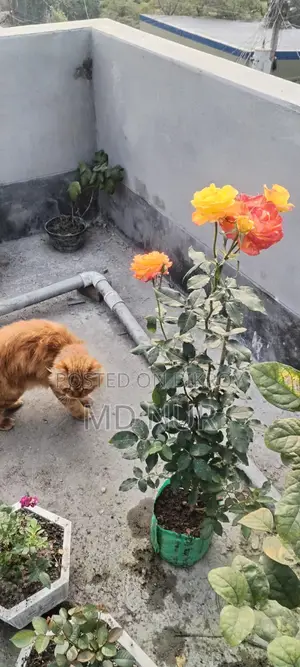 Persian cat