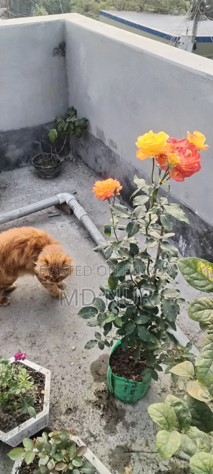 Persian cat