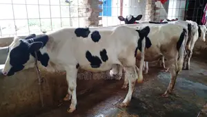 ১০৫৩ নং ৫টি বকনা বাছুর বিক্রয় ।