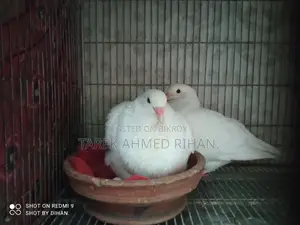 ফেন্সি কবুতর