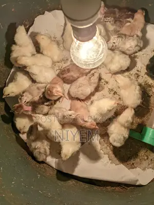 দেশি মুরগির বাচ্চা