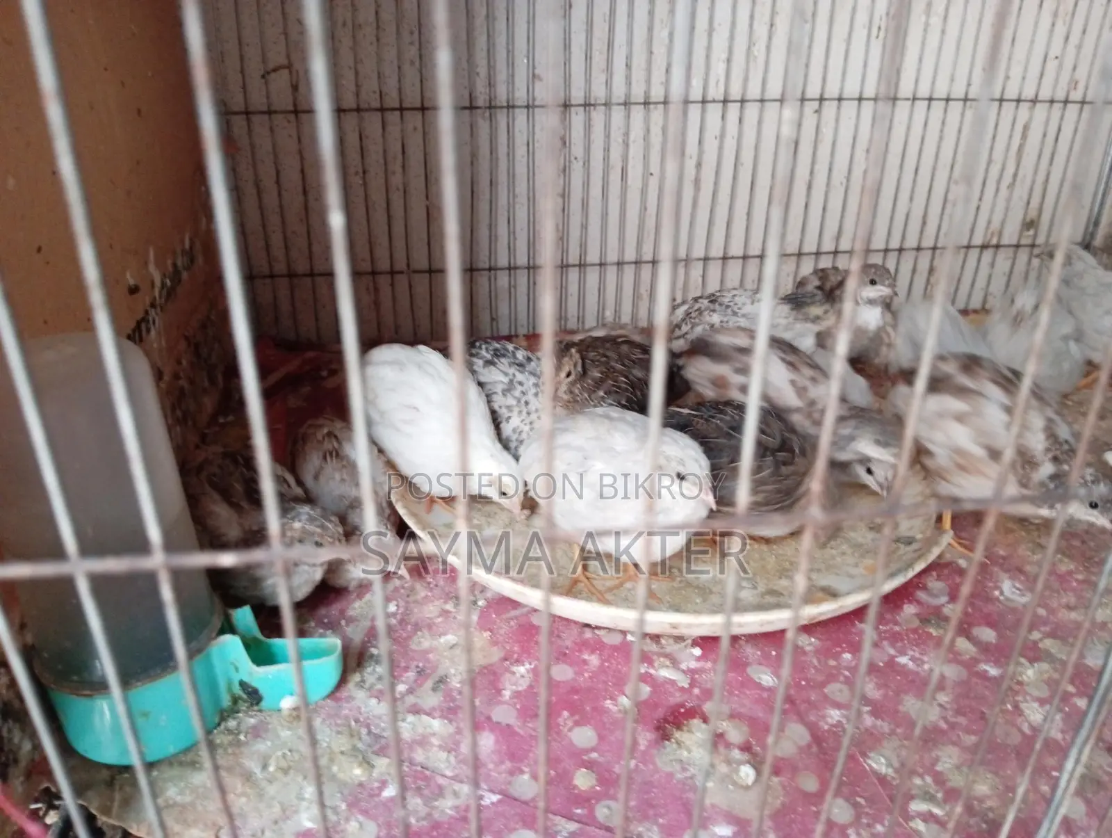 King Quail for sale.