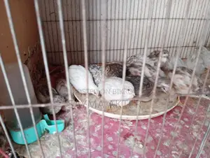 King Quail for sale.