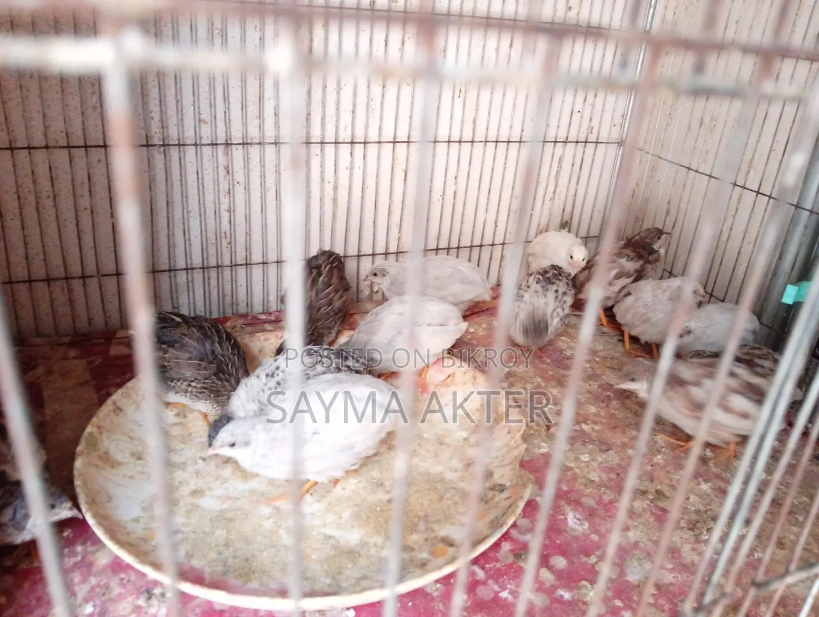 King Quail for sale.