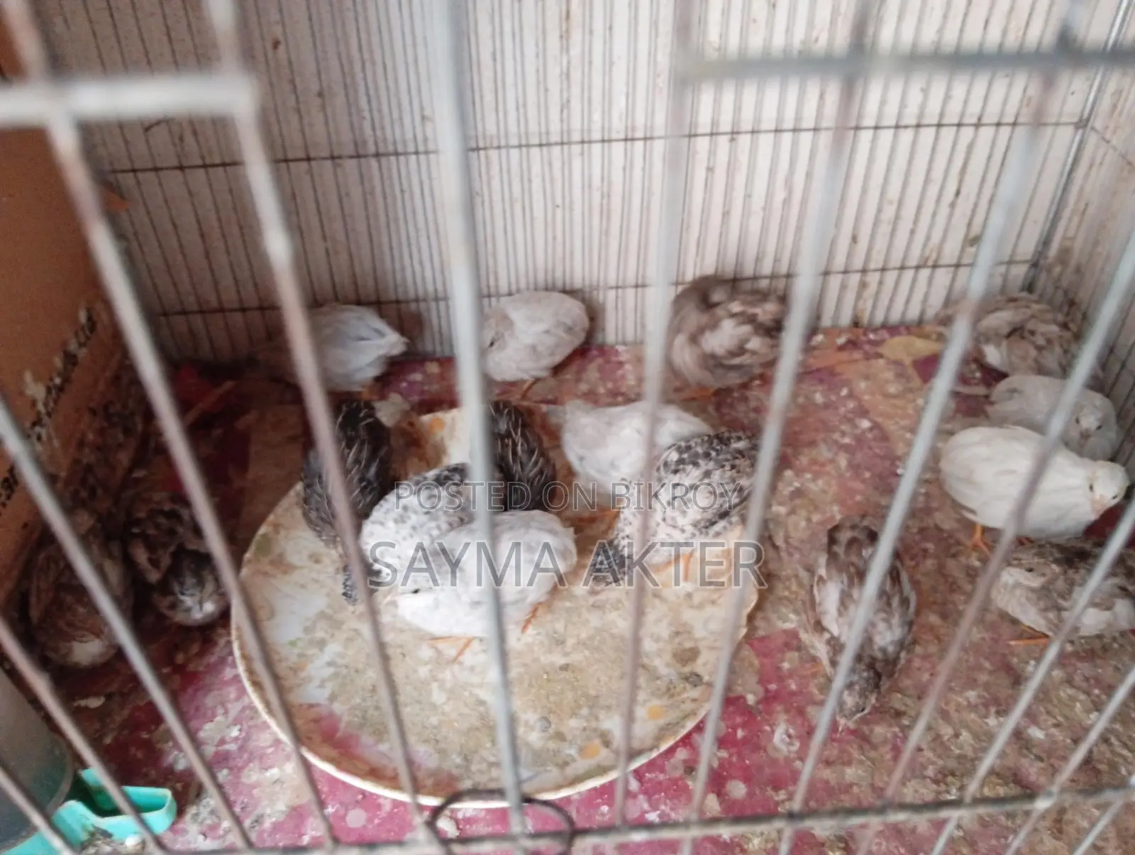 King Quail for sale.