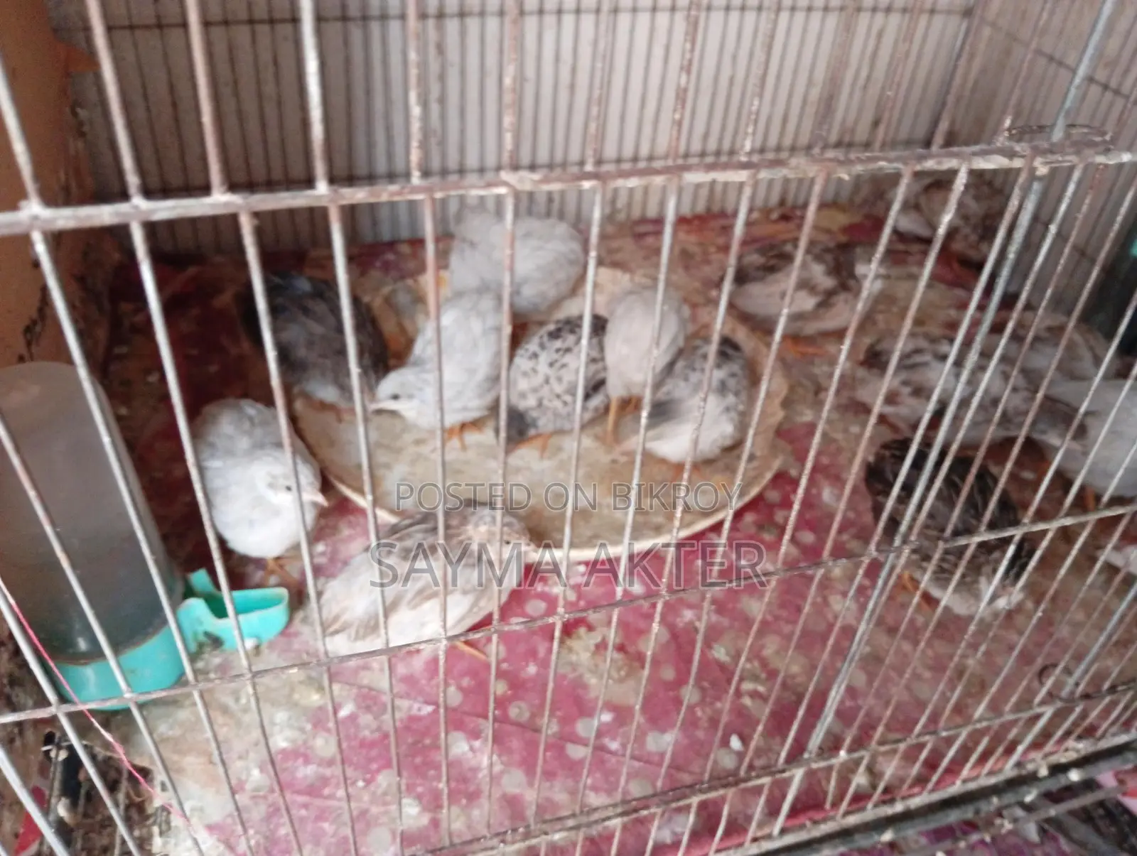 King Quail for sale.