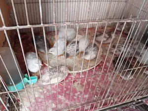 King Quail for sale.