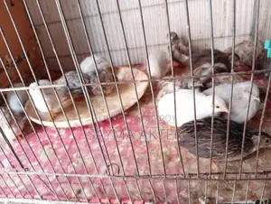 King Quail for sale.