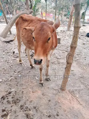 মেয়ে গরু