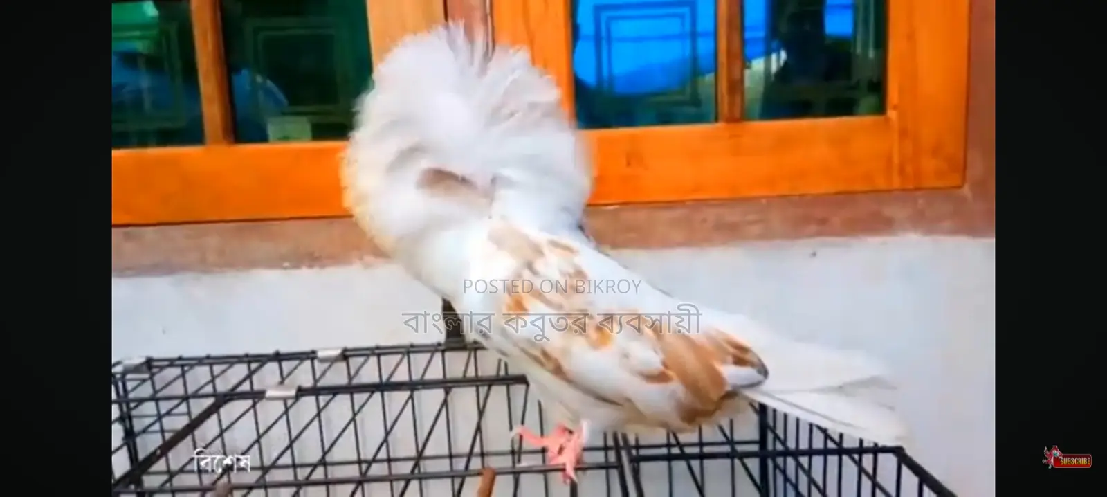 জ্যাকোপিন কবুতর