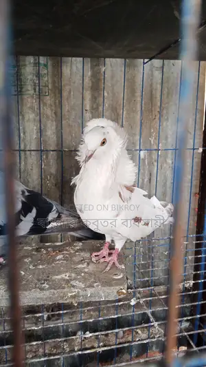 জ্যাকোপিন কবুতর