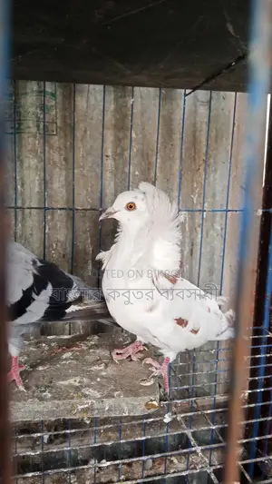 জ্যাকোপিন কবুতর