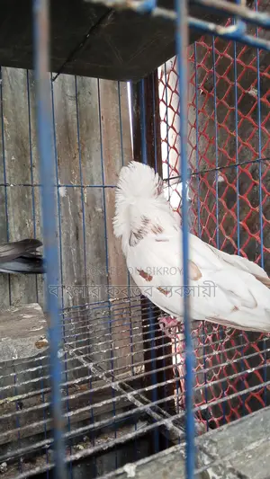 জ্যাকোপিন কবুতর