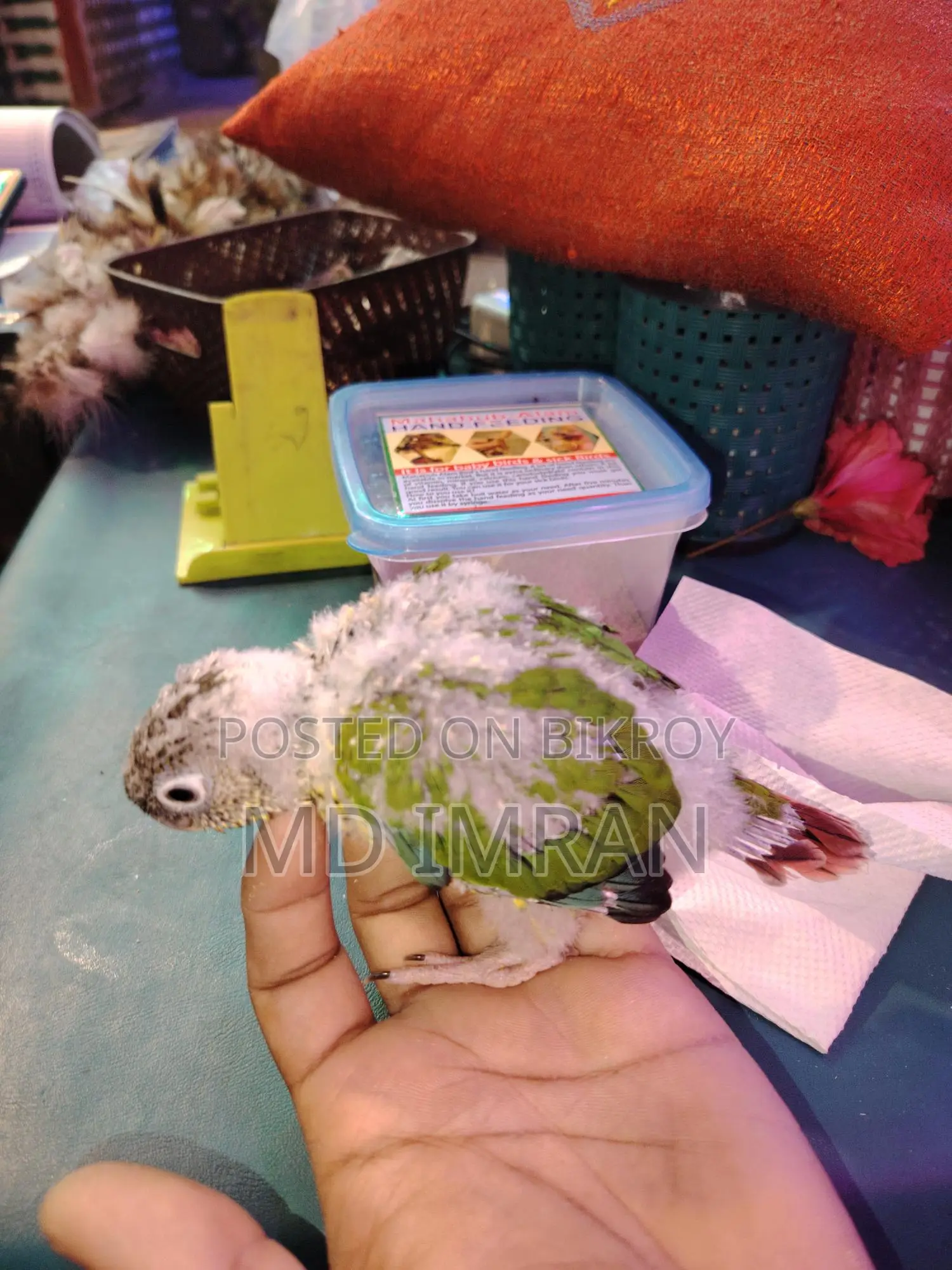 Green Cheek Conure Baby