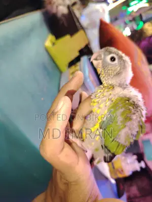 Green Cheek Conure Baby