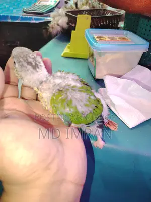 Green Cheek Conure Baby