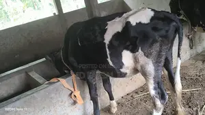 বকনা গরু ১৭ মাস বয়স