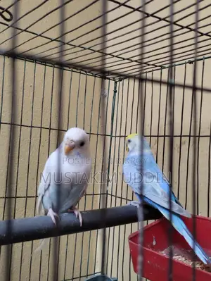 A pair of beautiful Rainbow and Albino Budgerigar birds for sale