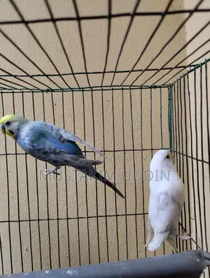 A pair of beautiful Rainbow and Albino Budgerigar birds for sale