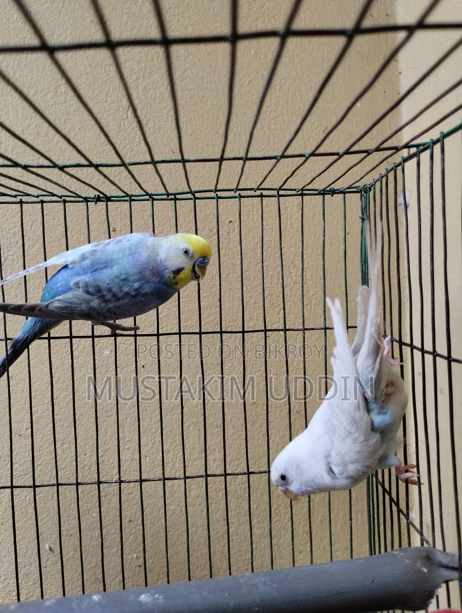 A pair of beautiful Rainbow and Albino Budgerigar birds for sale
