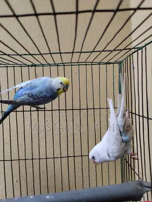 A pair of beautiful Rainbow and Albino Budgerigar birds for sale