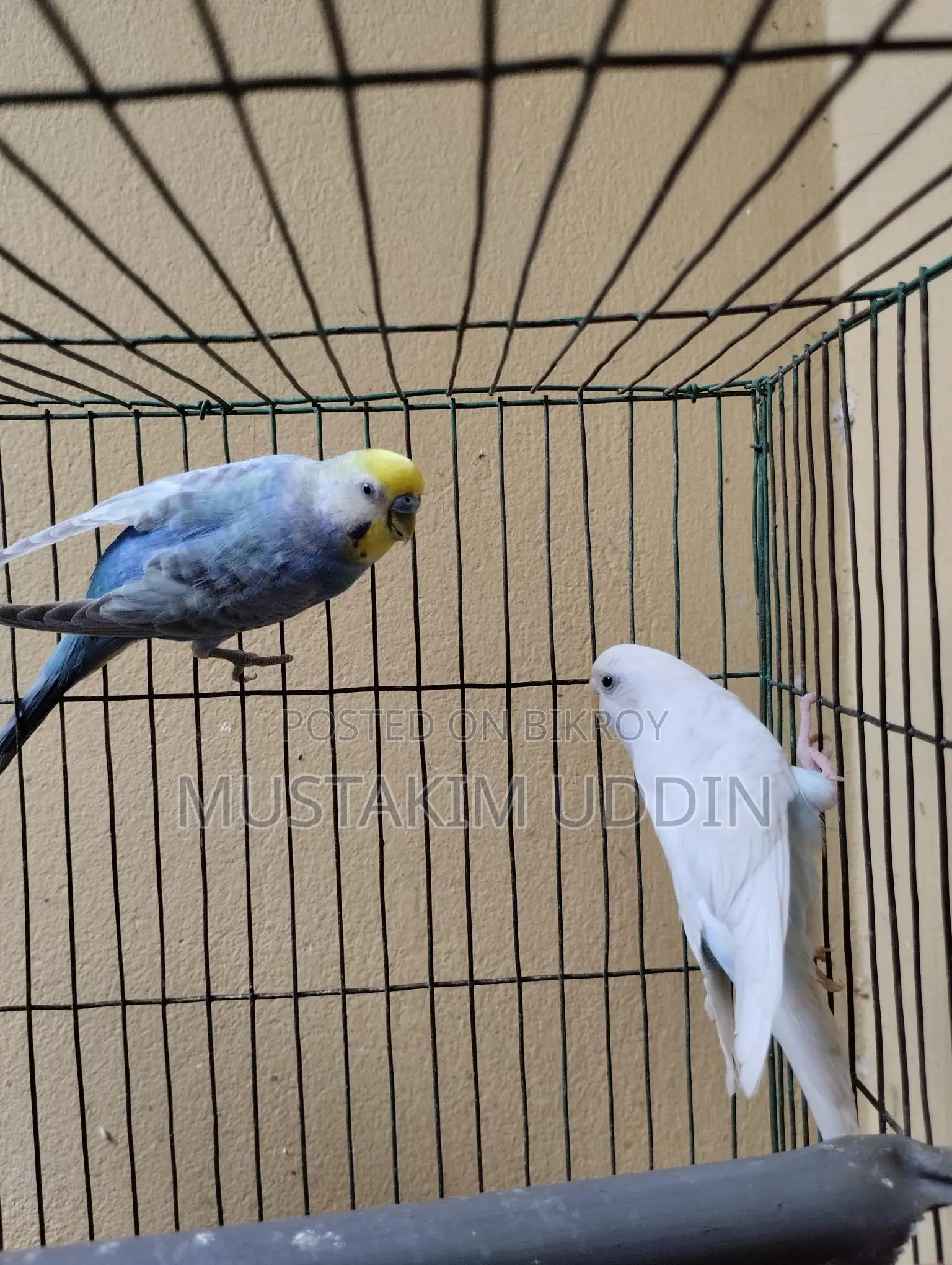 A pair of beautiful Rainbow and Albino Budgerigar birds for sale
