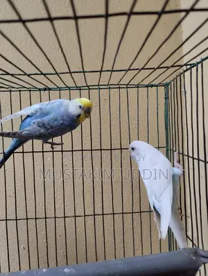 A pair of beautiful Rainbow and Albino Budgerigar birds for sale