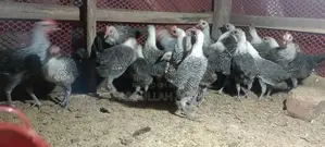 Fayoumi Chicken Chicks for Sale