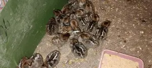 মিশরিও ফাওমি মুরগি বাচ্চা বিক্রি হয়