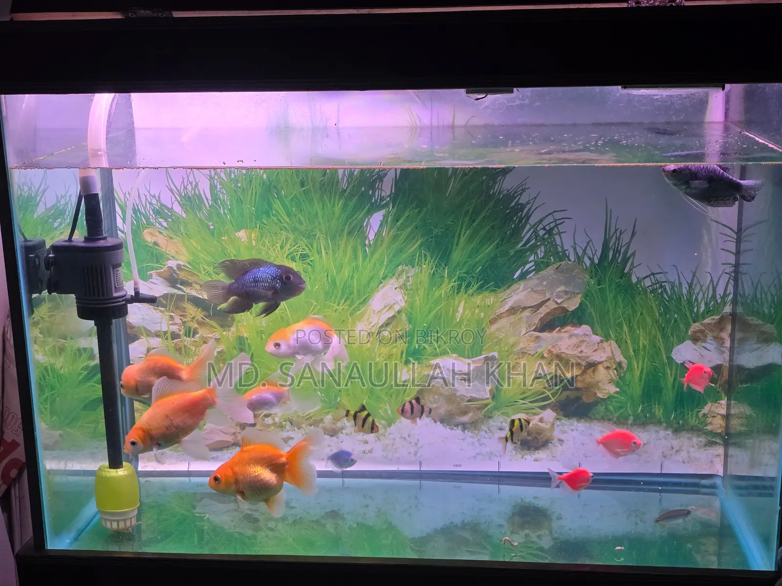 Fish Aquarium
