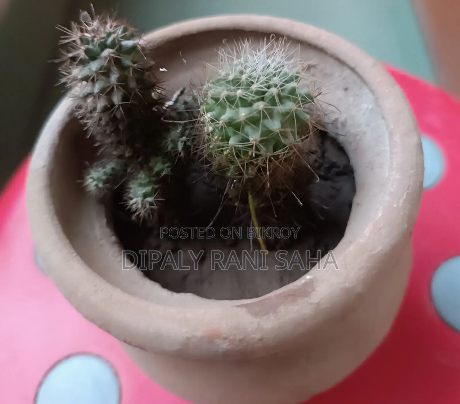 বড় ফুলের টব