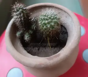 বড় ফুলের টব
