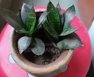 বড় ফুলের টব