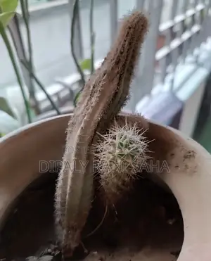 বড় ফুলের টব