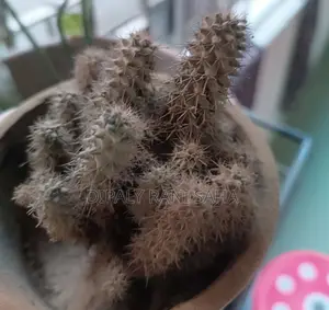 বড় ফুলের টব