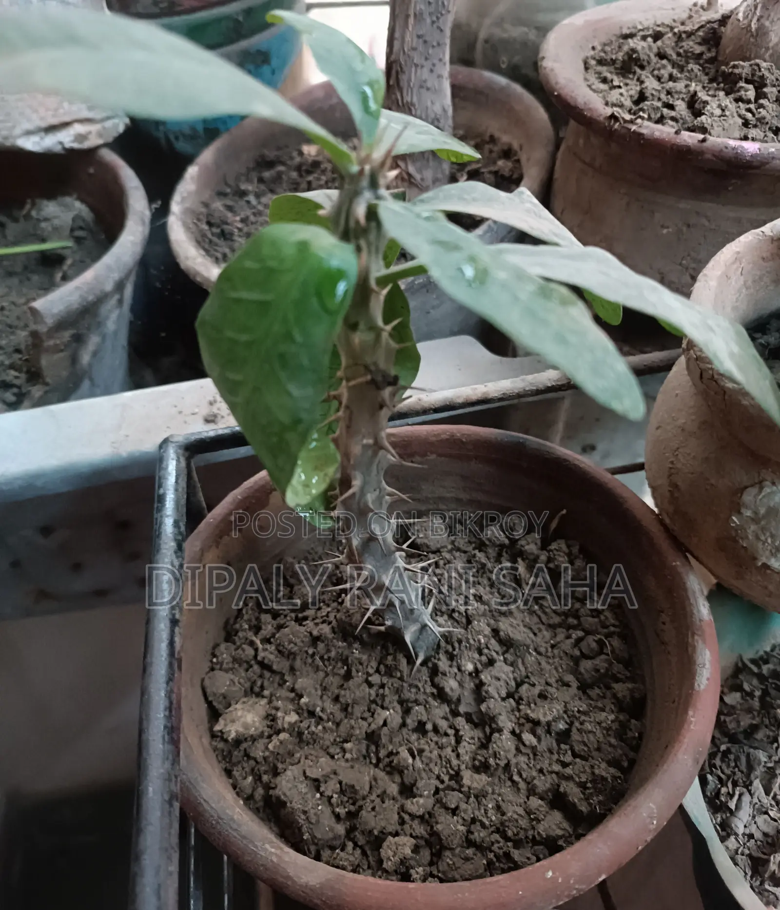 বড় ফুলের টব