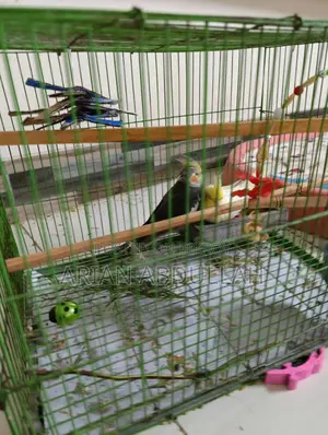 Tame Cockatiel Pair