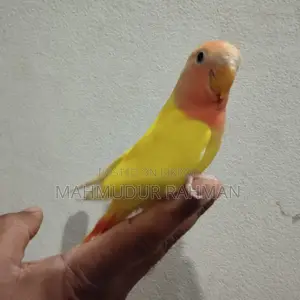 পোষা লাভ বার্ড